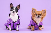 Chihuahua dogs wearing purple jackets