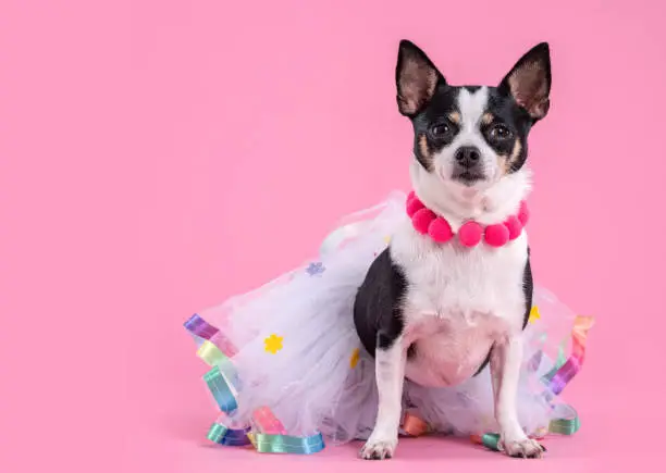 Chihuahua dog in colorful a tule skirt and wearing a necklace, looking at the camera, in a studio by a pink background.