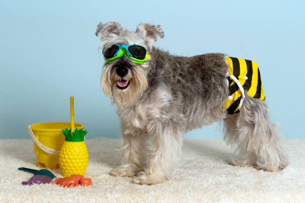 Schnauzer dog wearing trunks and swimming glasses Schnauzer dog wearing trunks and swimming glasses, looking at the camera, a pineapple cup, a bucket and some toys in a blue background. dog swimsuit stock pictures, royalty-free photos & images