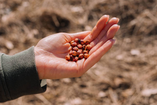istock Handful of cherrystones before planting in outdoors 1373802425