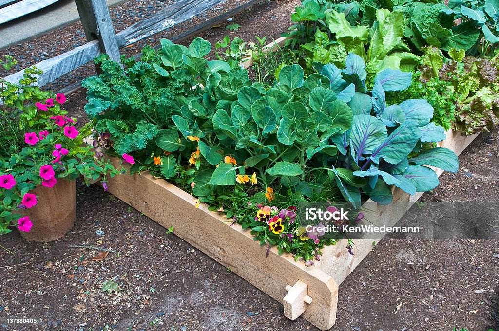 Sollevato letto giardinaggio - Foto stock royalty-free di Orto