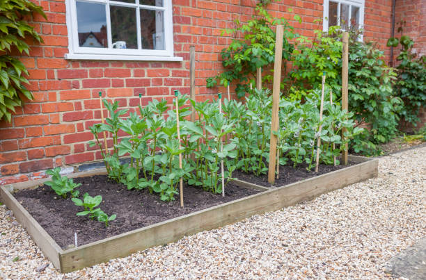 istock Fava bean plants growing in a vegetable plot, English garden UK 1373811935