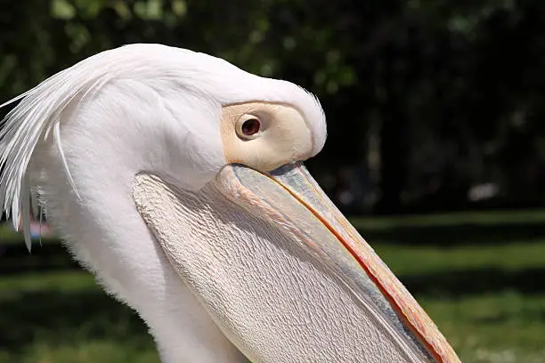 Eastern or Great White Pelican in St James's Park. These birds were introduced in 1664 as a gift from the Russian Ambassador - See other close-up images: