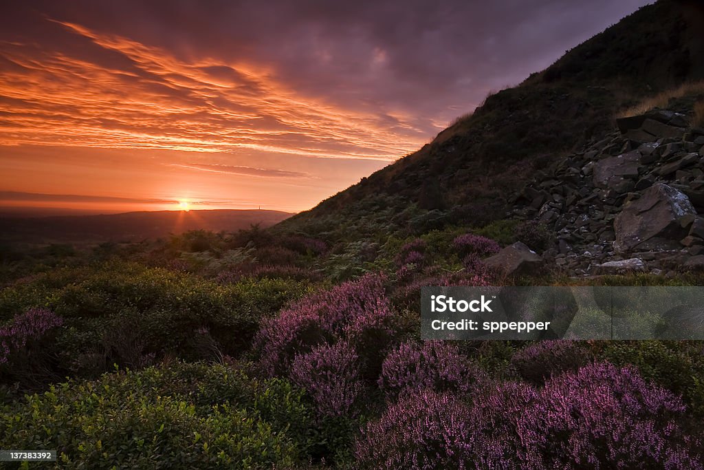 Piękny Pejzaż o zachodzie słońca z kolorowym heather - Zbiór zdjęć royalty-free (Anglia)