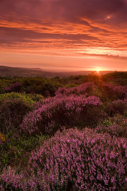 istock Beautiful Landscape at sunset with colorful heather 137383396