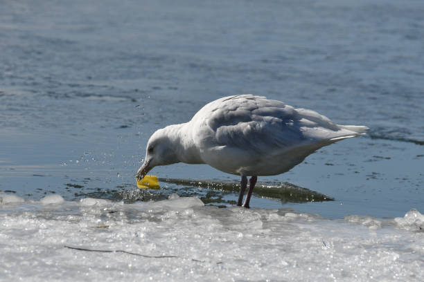 istock Glaucous Seagull on frozen lake with plastic garbage 1373837702