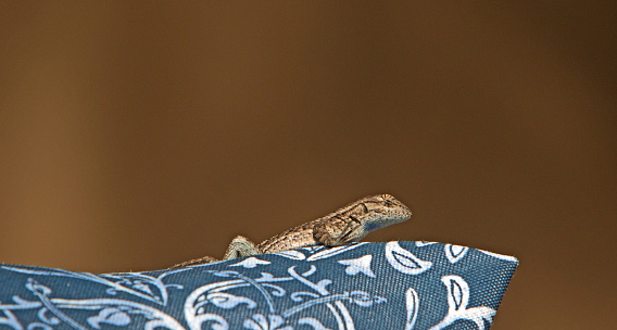 lizard on an outdoor pillow