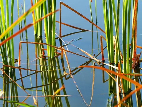 Cattail reed grass growing out of a smooth pond with reflections