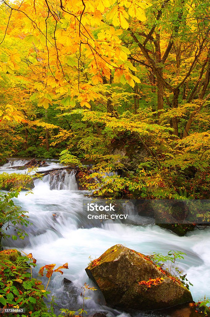 Outono cores do Rio Oirase, localizado no Aomori Japão - Foto de stock de Ajardinado royalty-free