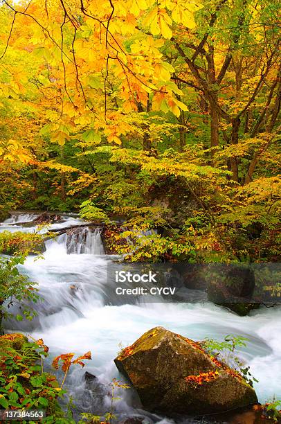 Foto de Outono Cores Do Rio Oirase Localizado No Aomori Japão e mais fotos de stock de Ajardinado