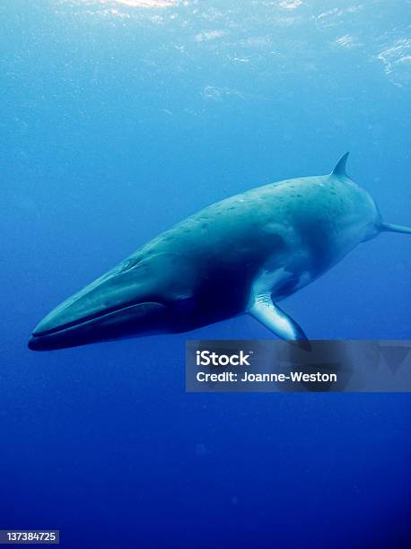 Minke Front Stock Photo - Download Image Now - Whale, Animal, Animal Wildlife
