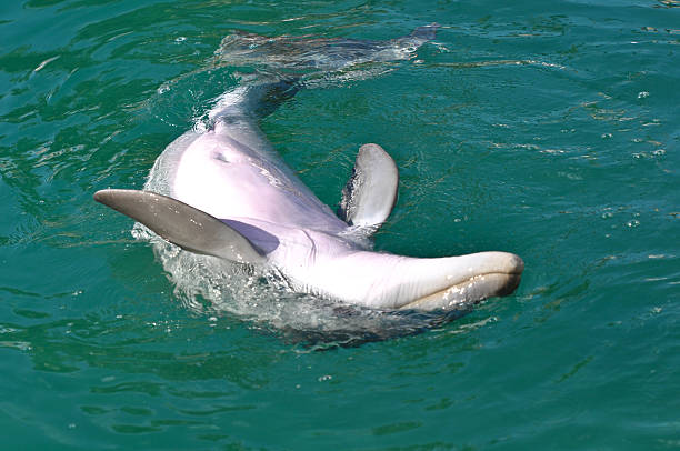 istock Bottlenose Dolphin Swimming Upside Down 137384728