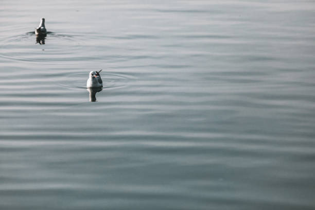 White swan on the water surface. beautiful bird swims on the river. swan in the lake. close-up, wet bird.
