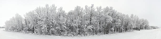 Panorama de floresta de inverno - foto de acervo