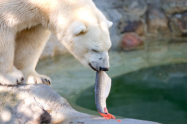 Urso Polar comer salmão - foto de acervo
