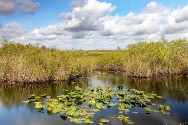 istock Florida Everglades 001 1373861898