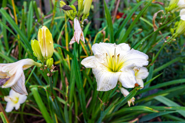 żółto-białe kwiaty liliowca dekoracyjne na zewnątrz w wiosennym lub letnim ogrodzie makro zbliżenie z pręcikiem słupkowym teksturą kwitnącej rośliny w usa, ameryce północnej - daylily zdjęcia i obrazy z banku zdjęć