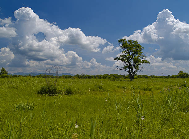 istock The Solitary tree on meadow and cloudy sky 137388350