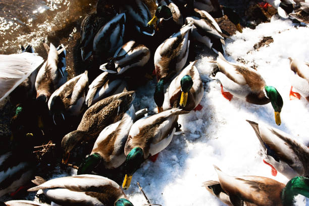 istock Mallard Ducks looking for Food in Snow 1373883652