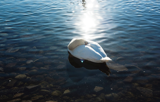 A sleeping swan rests upon Lake Ontario during an sunny, winter afternoon in Toronto, Ontario, Canada.