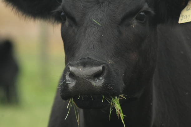 aberdeen angus - beef cattle farm calf summer fotografías e imágenes de stock
