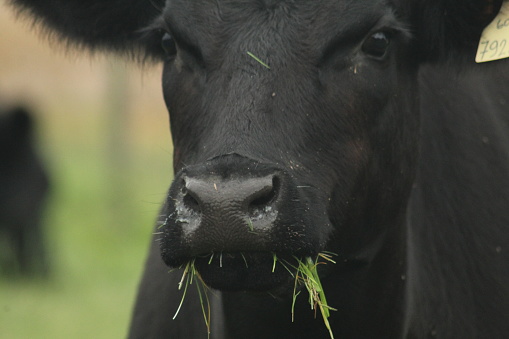 Aberdeen Angus calf in a meadow