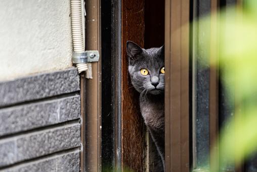 Scared Russian Blue or British Shorthair grey cat with orange yellow eyes sitting looking at camera hiding peeking behind door on street in Kyoto residential neighborhood in Japan