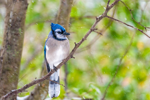 istock One single blue jay Cyanocitta cristata bird closeup perching on tree branch during autumn fall snow winter weather in Virginia with snowflakes falling and green leaves background 1373889454