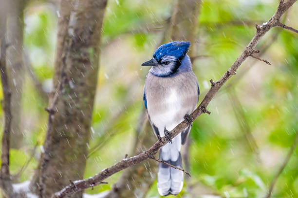 istock One blue jay Cyanocitta cristata bird closeup perching on tree branch during autumn fall snow winter weather in Virginia with snowflakes falling and green leaves background 1373889857