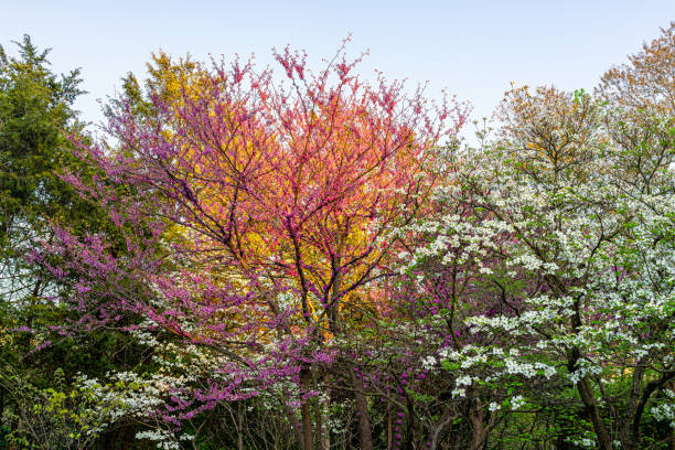 Idyllic fairy tale garden sunrise sunburst behind branches in Virginia with dogwood and redbud purple spring springtime flowers on tree blooming with blue sky Idyllic fairy tale garden sunrise sunburst behind branches in Virginia with dogwood and redbud purple spring springtime flowers on tree blooming with blue sky herndon virginia stock pictures, royalty-free photos & images
