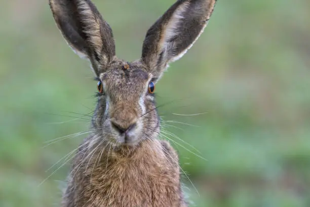 Close shot of an european hare (Lepus europaeus). Focus on the eyes of the animal.