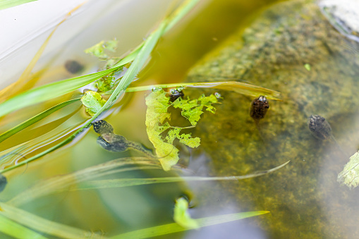 Closeup macro of Virginia treefrogs tadpoles frogs swimming in aquarium eating green lettuce leaves for food by rock