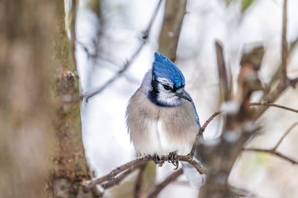 istock Blue jay Cyanocitta cristata one beautiful bird closeup macro on bare tree branch during winter weather snow in Virginia with snowflakes falling and bokeh background 1373900464
