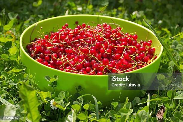 Rote Johannisbeere Beeren Stockfoto und mehr Bilder von Beere - Obst - Beere - Obst, Behälter, Fotografie