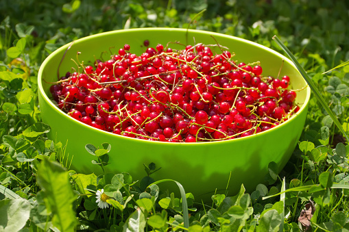 A close up of a bowl of cherries, freshly harvested from the tree.  County Down, Northern Ireland.