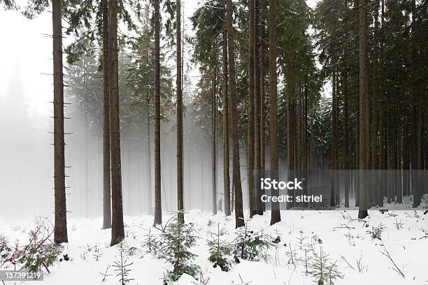 Piękna Zima W Polsce - zdjęcia stockowe i więcej obrazów Bez ludzi - Bez ludzi, Biały, Chłodny