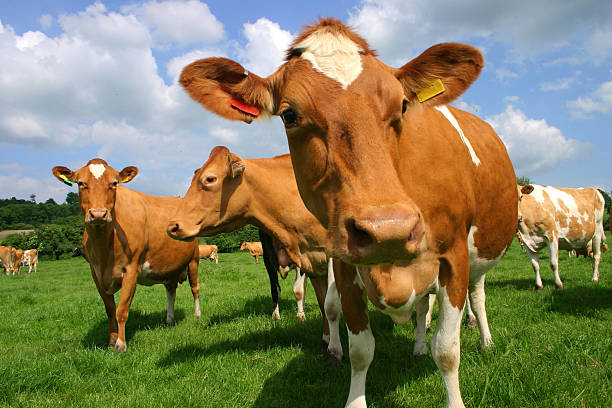 A picture of a field of Guernsey cows A group of Guernsey cows in pasture photographed at close quarters channel islands england stock pictures, royalty-free photos & images