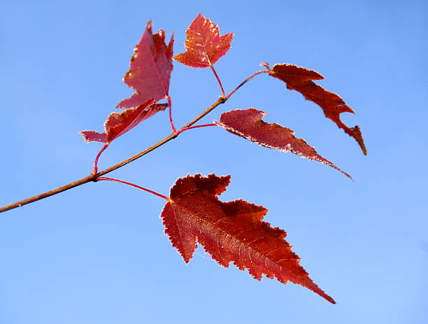 istock Autumn leaves of a maple 137392181
