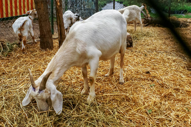 istock Saanen Goat Portrait in a barn 1373923996