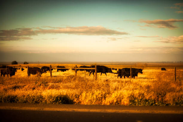 California, united states - april 18 2011 : a group of happy californian cows stand in a meadow.