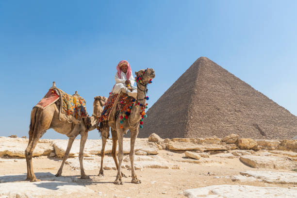 giza, il cairo, egitto. il beduino arabo con i suoi cammelli si trova vicino alla grande piramide di cheope. - egypt camel pyramid shape pyramid foto e immagini stock