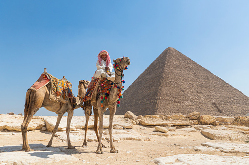 May 18, 2021. Giza, Cairo, Egypt. Arab Bedouin with his camels stands near the great pyramid of Cheops.