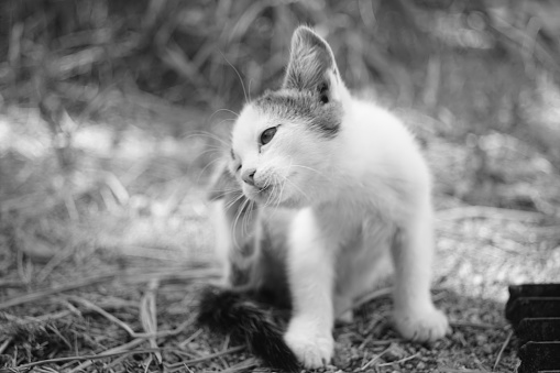White kitten paw scratches behind the ear. Outdoor closeup portrait. Fleas and ticks in domestic animals. Black and white photo