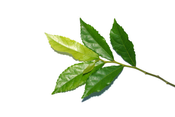 istock Close up Siamese rough bush, Tooth brush tree on white background. 1373958974