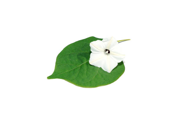 Close up Obscure morning glory on white background. (Scientific name Ipomoea obscura (L.) Ker Gawl.)