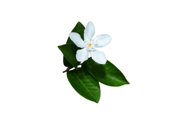 istock Close up Coral swirl flower with leaf on white background. 1373961074