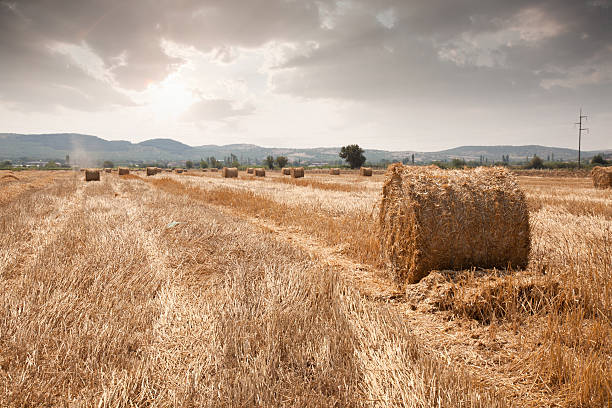 Field with hay and beauty sky