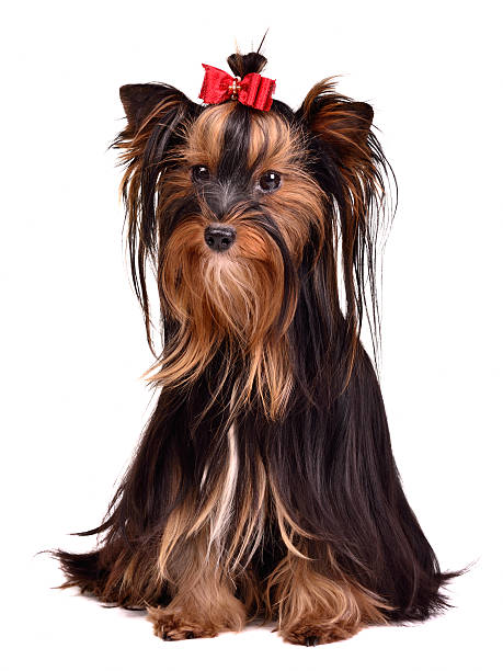 istock Adorable Yorkshire Terrier girl 137397039