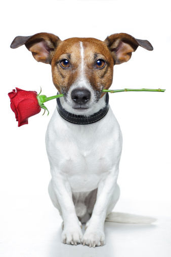 valentine dog with a red rose