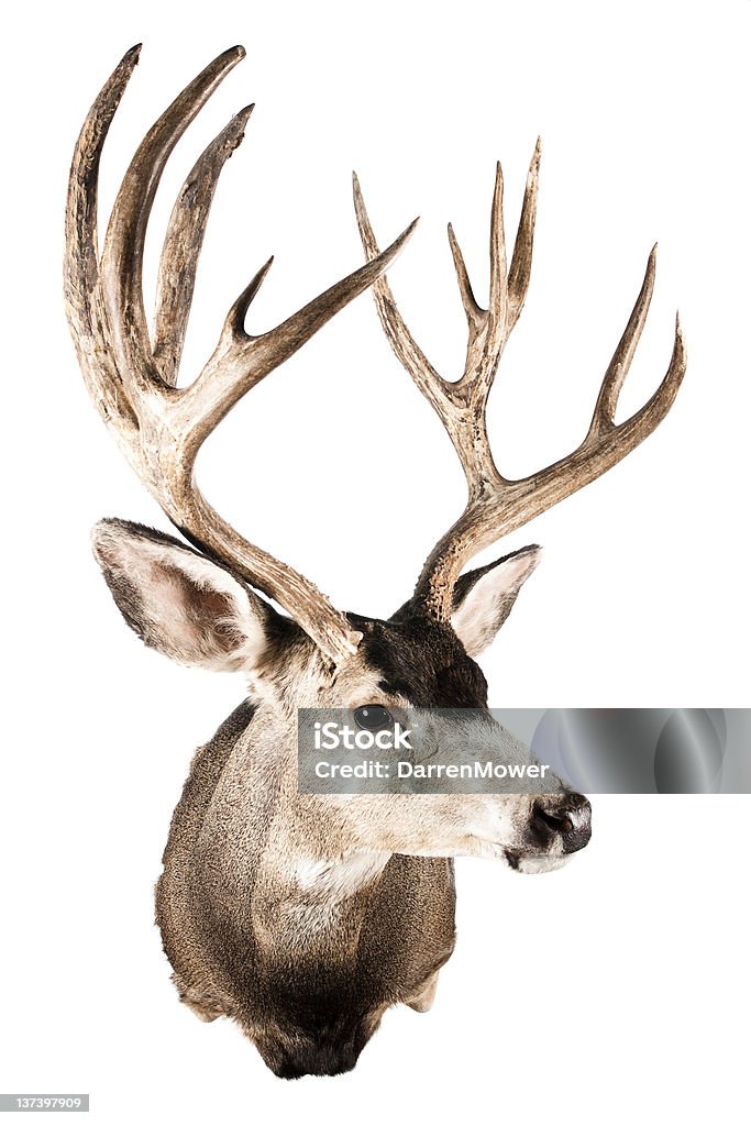 鹿の頭部 - シカのロイヤリティフリーストックフォト